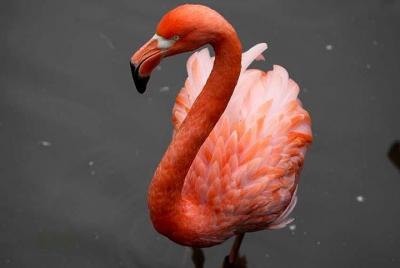 Granby Zoo & Fruit Picking 1 Day  Granby Zoo & Fruit Picking 1 Day