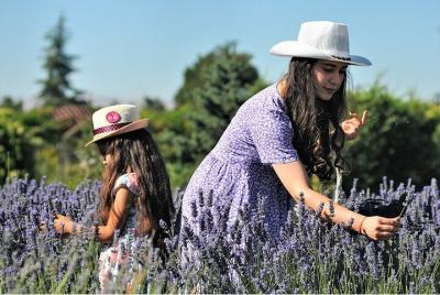 Eastern Township and Bleu Lavande 1-Day Tour Eastern Township and Bleu Lavande 1-Day Tour