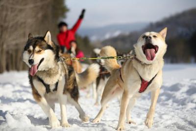 Dogsled Adventure in Mont-Tremblant Dogsled Adventure in Mont-Tremblant