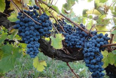 Transfer Niagara-on-the-lake, Canada to Toronto, Canada (Downtown)