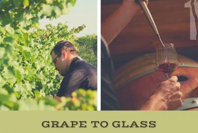 Grape to Glass Wine Tour at Between The Lines Winery  Grape to Glass Wine Tour at Between The Lines Winery