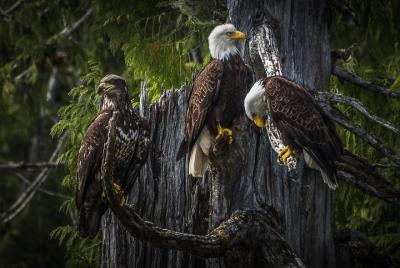 Eagle Viewing Tour