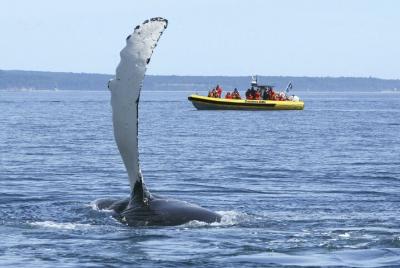 Small Group Whale Watching Cruise from Tadoussac or Charlevoix