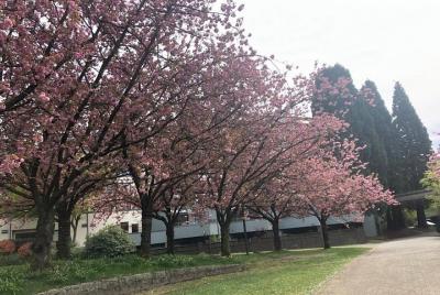 Vancouver City Tour with Cherry Blossom Festival Private  Vancouver City Tour with Cherry Blossom Festival Private