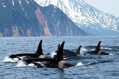 Vancouver Whale Watching Adventure  Vancouver Whale Watching Adventure
