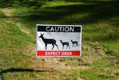 3-Hour Butchart Gardens and City Tour