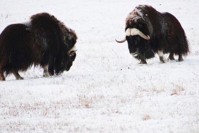 Arctic Day: Yukon Wildlife Half Day Viewing Tour Arctic Day: Yukon Wildlife Half Day Viewing Tour