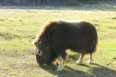 Arctic Day: Yukon Wildlife & Hot Springs Tour | half day Arctic Day: Yukon Wildlife & Hot Springs Tour | half day