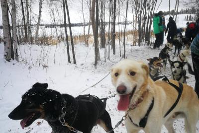 Dog Sledding Dog Sledding