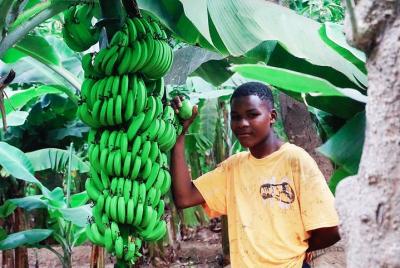 Like Locals: Banana Plantation, Botanical Garden and Cuscuz with  Like Locals: Banana Plantation, Botanical Garden and Cuscuz with