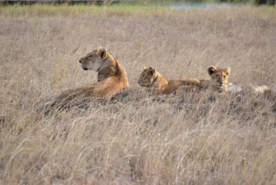 Serengeti - a World Heritage Safari - 6 Days Serengeti - a World Heritage Safari - 6 Days