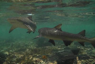Shark Bay Experience, Sal, Cape Verde Shark Bay Experience, Sal, Cape Verde