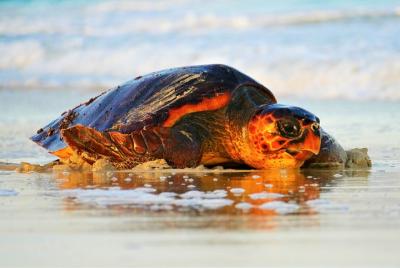 Turtle Watching Adventure Turtle Watching Adventure