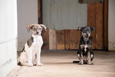 Volunteering with animals in Sao Vicente! Volunteering with animals in Sao Vicente!
