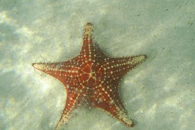 Stingray City, Snorkeling at Barrier Reef, Starfish Beach