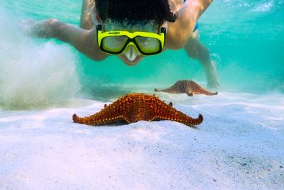 Private Stingray City and Snorkeling Half Day Charter for 8 Guests Private Stingray City and Snorkeling Half Day Charter for 8 Guests