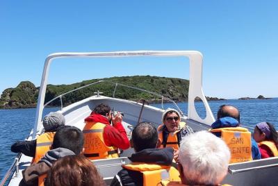 Chiloe Island: Penguins of Puñihuil- Ancud City & famous "Curanto Chiloe Island: Penguins of Puñihuil- Ancud City & famous