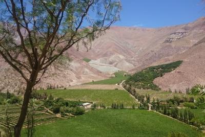 Classic Elqui Valley (Between vineyards and fruit trees) Classic Elqui Valley (Between vineyards and fruit trees)