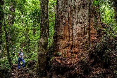 6 Hours Shared Tour in Calbuco and Millennial Forest  6 Hours Shared Tour in Calbuco and Millennial Forest
