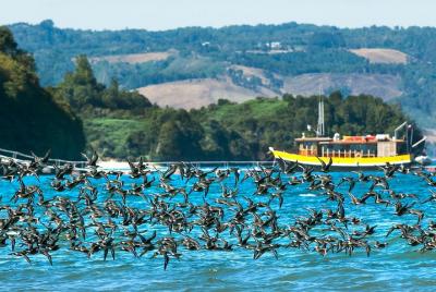 Self Drive Experience at Chilean Lake District - 5 Days Self Drive Experience at Chilean Lake District - 5 Days