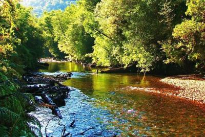Alerce Andino Parque Nacional. Alerce Andino Parque Nacional.