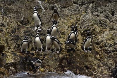 Premium Shared Full Day Excursion Ancud, Pinguineras Piñihuil and Campo Chilote Premium Shared Full Day Excursion Ancud, Pinguineras Piñihuil and Campo Chilote