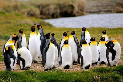 Full Day Penguin King Full Day Penguin King