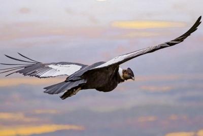Condors Punta Arenas