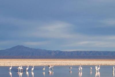 Atacama Salt Flat and Toconao Town Tour Atacama Salt Flat and Toconao Town Tour