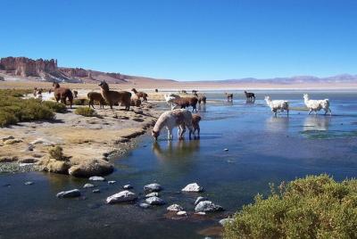Tara Salt Flat in Atacama