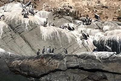 Wild animals, flora, typical Chilean drinks and food! Penguins and sandboarding! Wild animals, flora, typical Chilean drinks and food! Penguins and sandboarding!