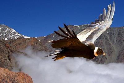 Half Day Private Trip to Valle Nevado with Cheese and Wine Carbon Half Day Private Trip to Valle Nevado with Cheese and Wine Carbon