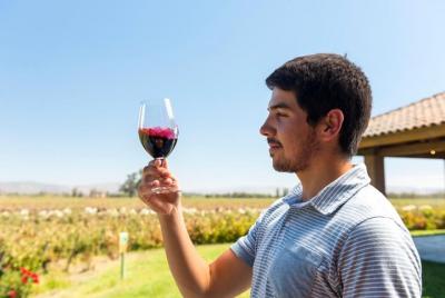 Full Day Vineyard (2 Vineyards and Tasting)