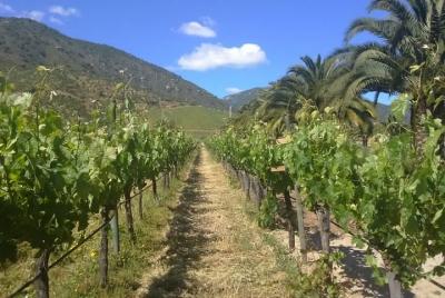 full day private wine tour casablanca valley from Santiago