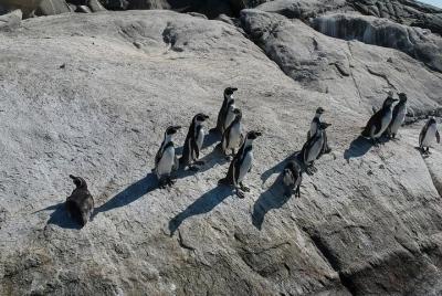 Penguins Island in Cachagua + Zapallar Coastal (FROM VALPARAISO PRIVATE TOUR) Penguins Island in Cachagua + Zapallar Coastal (FROM VALPARAISO PRIVATE TOUR)