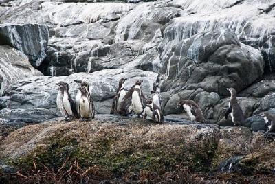 Penguins+Horseback riding+Barbecue in Cachagua & Sand Dunes (PRIVATE EXCURSION) Penguins+Horseback riding+Barbecue in Cachagua & Sand Dunes (PRIVATE EXCURSION)