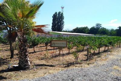 Wines in Aconcagua Valley from Valparaiso Wines in Aconcagua Valley from Valparaiso