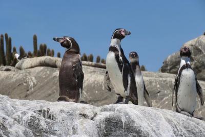 Private Cruise Shore Excursion From Valparaiso: Penguin Island Private Cruise Shore Excursion From Valparaiso: Penguin Island