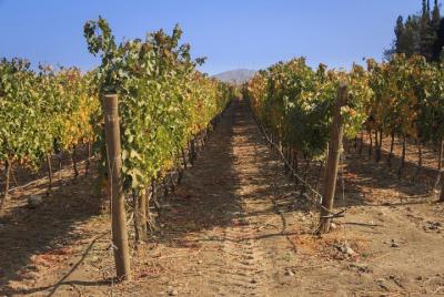 Private Tour: Casablanca Valley Day Trip Including Casas del Bosque Private Tour: Casablanca Valley Day Trip Including Casas del Bosque