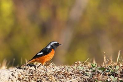 Birdwatching in Beijing every saturday  Birdwatching in Beijing every saturday