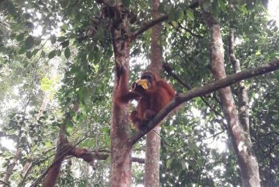 Medan - Bukit Lawang Fullday Tour Medan - Bukit Lawang Fullday Tour