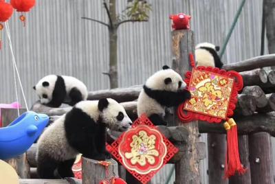 Chengdu Panda Base and Wuhou Temple,Jinli Ancient Town Day Tour Chengdu Panda Base and Wuhou Temple,Jinli Ancient Town Day Tour