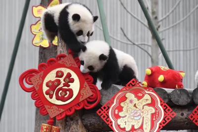 Chengdu Private Day Tour: Du jiang yan Panda Base and Qingcheng M Chengdu Private Day Tour: Du jiang yan Panda Base and Qingcheng M