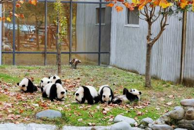 Private Day Tour: Chengdu Panda Breeding Base and Sanxingdui Muse Private Day Tour: Chengdu Panda Breeding Base and Sanxingdui Muse