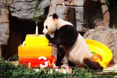 Chengdu Giant Panda Breeding Research Base and Private Tour of Sa Chengdu Giant Panda Breeding Research Base and Private Tour of Sa