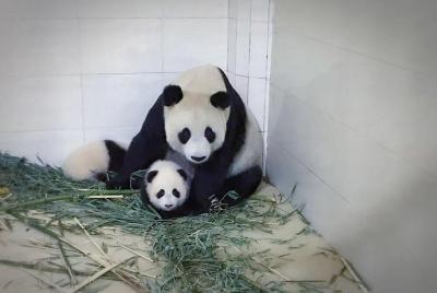 Chengdu Giant Panda Base and Global Center Shopping Private Day T Chengdu Giant Panda Base and Global Center Shopping Private Day T