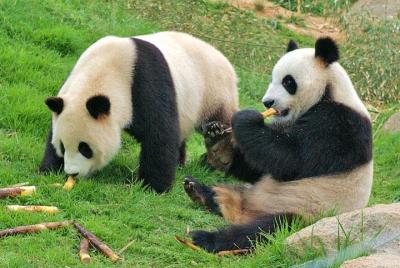 Private Chengdu Impression Day Tour including Panda Base Private Chengdu Impression Day Tour including Panda Base