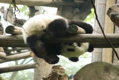 Chengdu Giant Panda Base Private half day tour Chengdu Giant Panda Base Private half day tour
