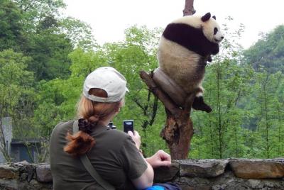 Mini Group: Half-Day Chengdu Pandas and Optional Hotpot Tour