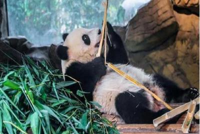 2 Days Chengdu Tour with Panda & Chengdu Culture Private Tour Pac